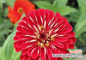 百日草花的生命力与希望 百日草花的象征意义与传承