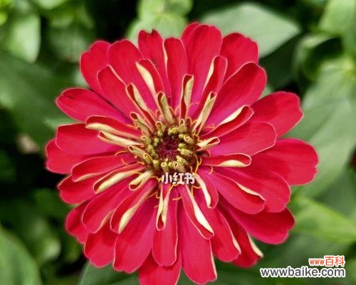 百日草花的生命力与希望 百日草花的象征意义与传承