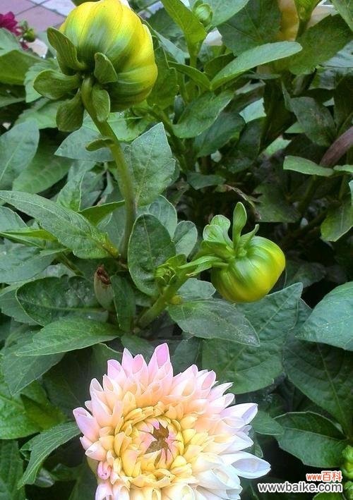 探索小丽花的历史渊源与文化内涵，传承包头的花卉文化 包头市花小丽花的象征寓意及其重要性