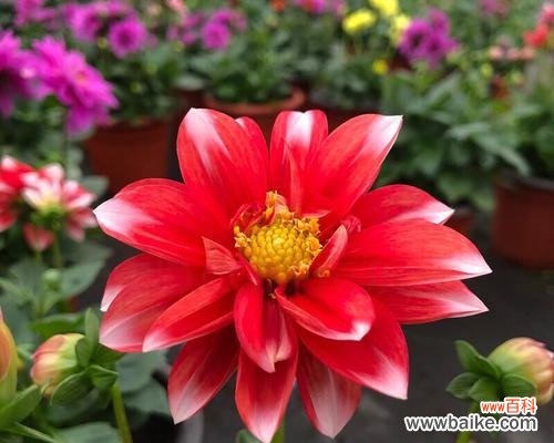 探索小丽花的历史渊源与文化内涵，传承包头的花卉文化 包头市花小丽花的象征寓意及其重要性