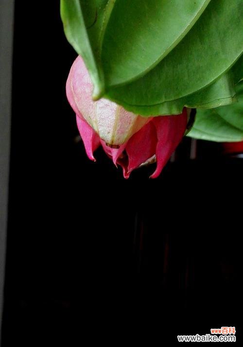 探秘宝莲灯花的福祉之道 宝莲灯花的风水寓意和摆放位置