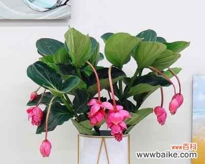 探秘宝莲灯花的福祉之道 宝莲灯花的风水寓意和摆放位置