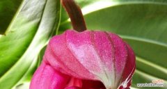 探秘宝莲灯花的福祉之道 宝莲灯花的风水寓意和摆放位置