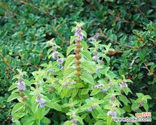 清凉舒爽，畅快心情 薄荷叶的花语与寓意