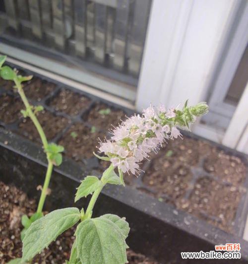解读薄荷花的开放，寻找生命的美好 薄荷花开的寓意与意义