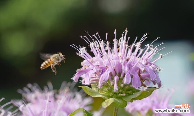 解读薄荷花的开放，寻找生命的美好 薄荷花开的寓意与意义