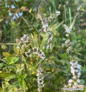 解读薄荷花的开放，寻找生命的美好 薄荷花开的寓意与意义