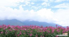 探寻醉蝶花的花语 醉蝶花