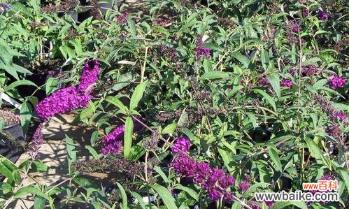 深入解读醉鱼草 探秘醉鱼草的花语与文化背景