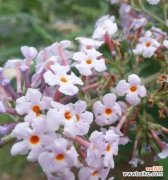 探索醉鱼草花语的神秘之旅 醉鱼草花语的深意与诠释