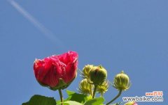 白芙蓉花——纯洁 白芙蓉花的象征意义与传说故事