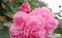 芙蓉花的美丽与象征 芙蓉花花语与代表意义