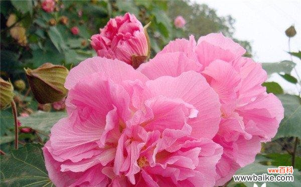 芙蓉花的美丽与象征 芙蓉花花语与代表意义