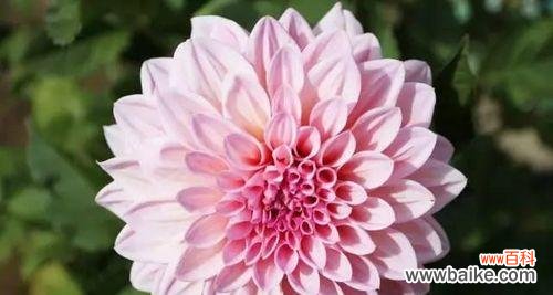 深入了解芙蓉菊 芙蓉菊的花语与寓意——送人的禁忌和注意事项