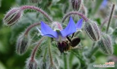 揭示苣叶报春所传达的美好寓意和花语 以苣叶报春的花语与寓意