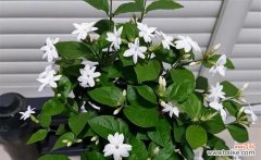 探索茉莉花的外貌和象征意义 茉莉花