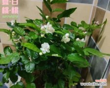 茉莉花的美丽与纯洁 茉莉花的象征意义及文化传承
