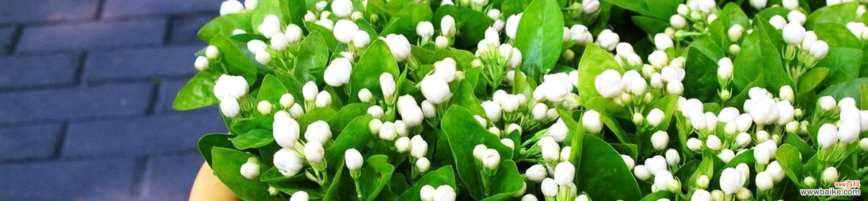 探寻茉莉花的神秘魅力与象征意义 茉莉花的花语及代表意义——芳香的美丽与纯洁之花