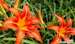 以萱草为主题的传说故事与深层涵义 萱草的花语与寓意