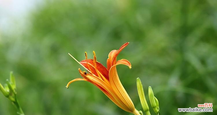 生命的轨迹在萱草花中舞动 以萱草花的寓意探寻生命的意义