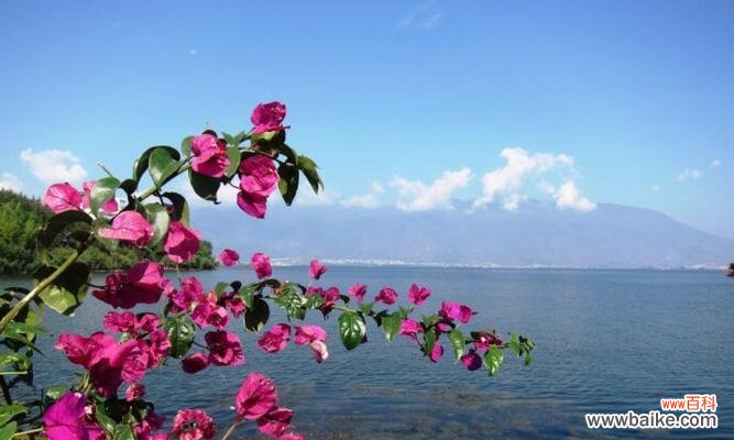 海边花卉的寓意是什么?