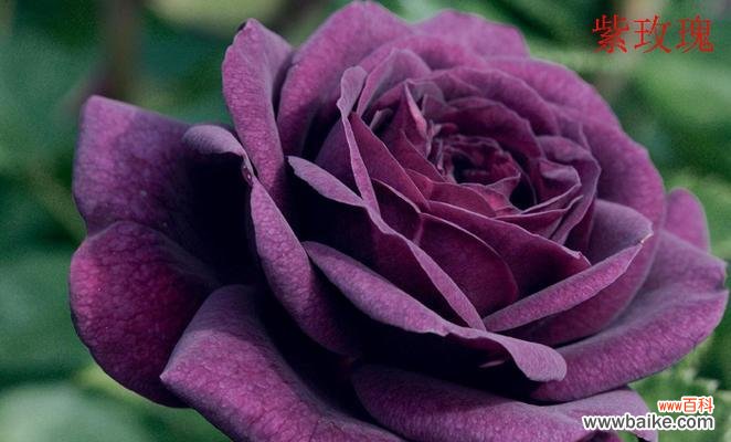 彩叶花代表的含义是什么?彩叶花的花语有哪些特点?