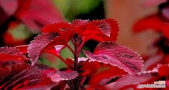 彩叶花代表的含义是什么？彩叶花的花语有哪些特点？