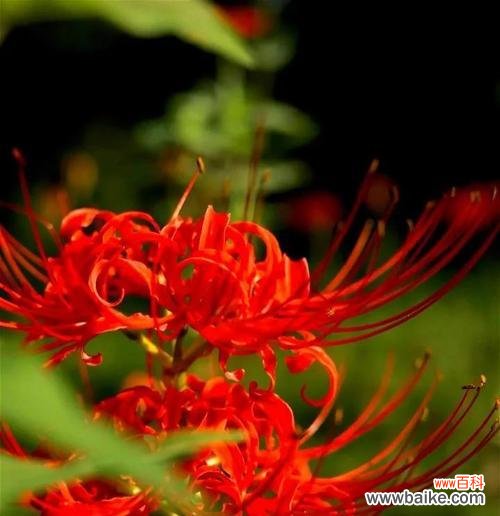 彼岸花的寓意和象征是什么?