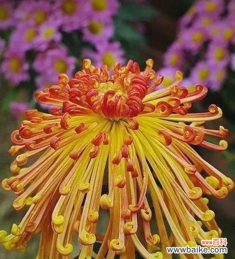 哪些花带有祝福寓意？