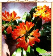 过年时哪些花寓意吉祥？它们的含义是什么？