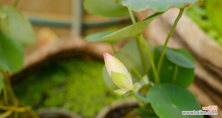 探寻碧玉的吉祥寓意和风水象征 碧玉之美