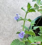 揭示薄荷开花对家居风水的重要意义 薄荷开花的风水寓意