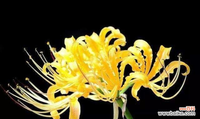 揭示生命坚韧与转变的彼岸花 彼岸花