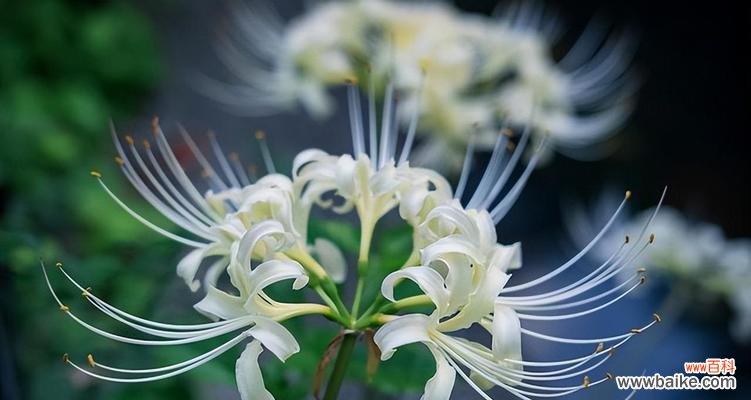 探寻彼岸花的花语内涵,感受生命与希望的力量 以彼岸花的花语