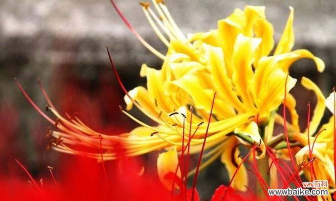 探寻彼岸花的多彩世界 彼岸花的五种颜色与花语