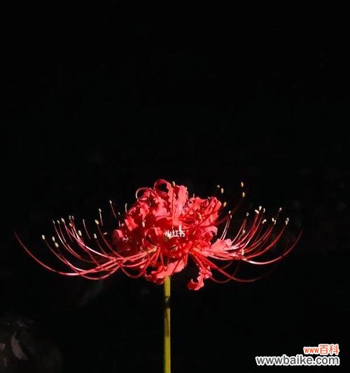 探寻彼岸花的多彩世界 彼岸花的五种颜色与花语