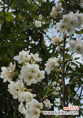 以花语表达哀思之情,传递深情告别与永恒思念 哀思的花——寄托悲伤与追忆的象征