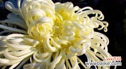 表示哀悼的花有哪些，让思念永驻 悼念的花语，传递无言哀思