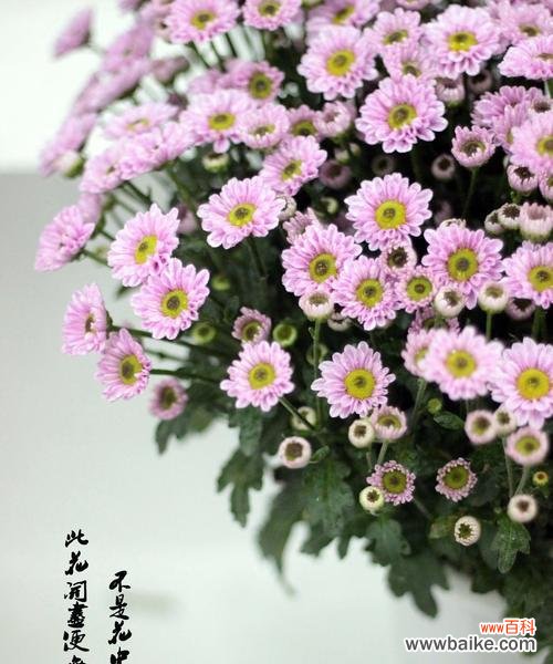 表示哀悼的花有哪些，让思念永驻 悼念的花语，传递无言哀思