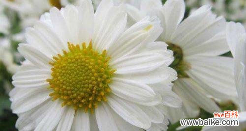 表示哀悼的花有哪些，让思念永驻 悼念的花语，传递无言哀思