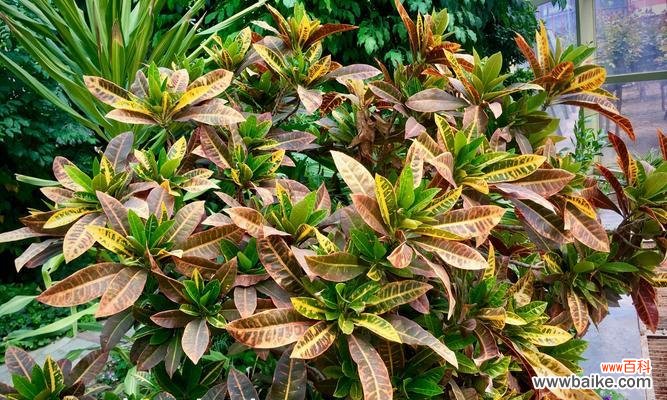 探寻变叶木开花的奥秘与象征意义 变叶木的开花之谜