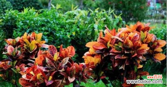 探寻变叶木开花的奥秘与象征意义 变叶木的开花之谜