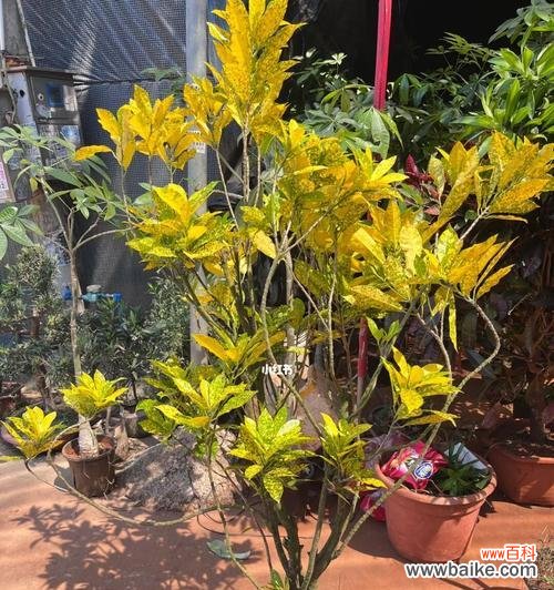 探寻变叶木开花的奥秘与象征意义 变叶木的开花之谜