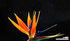 浪漫缤纷的花语，让爱情绽放 花开爱情路，花言巧语传真心