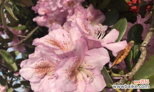 用花语表达深深的爱慕之情 花开爱慕情,以花语述说爱意