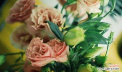 用花语表达深深的爱慕之情 花开爱慕情，以花语述说爱意