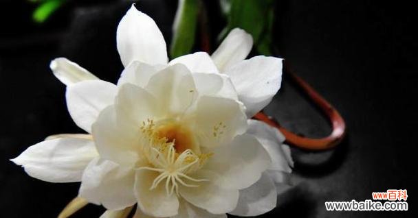 以鲜花表达对祖国深深的热爱 花语告白祖国之美