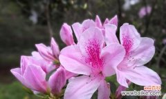 以鲜花表达对祖国深深的热爱 花语告白祖国之美