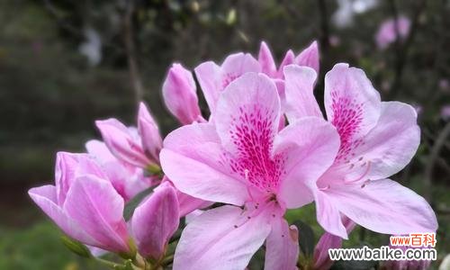 以鲜花表达对祖国深深的热爱 花语告白祖国之美