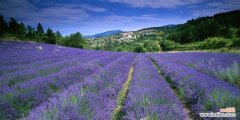 追寻着花海 薰衣草的花语和传说